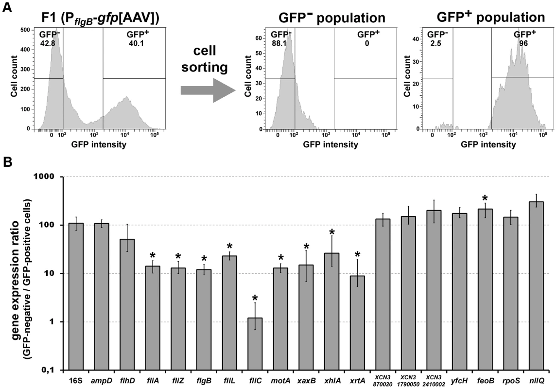 Single-cell analysis of the expression of FliZ-dependent genes.