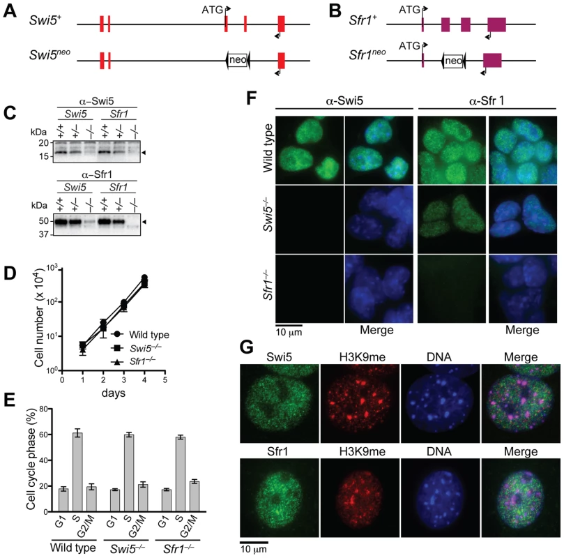 Swi5 and Sfr1 are mutually interdependent for their stability.