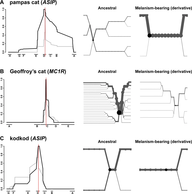 Long-range haplotype analysis for pampas cat (A), Geoffory’s cat (B) and kodkod (C) respectively.