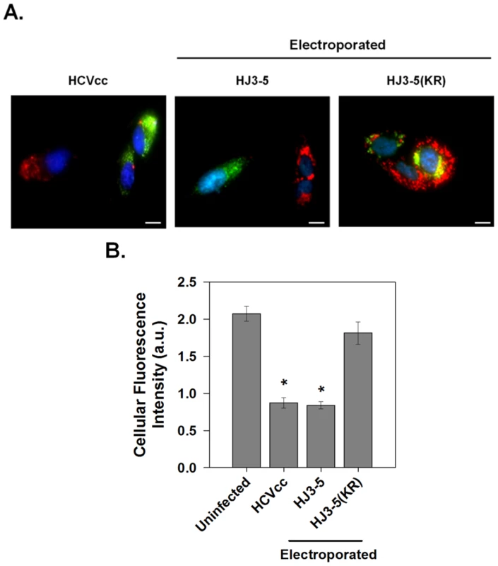 p7 channel activity within infected cells.