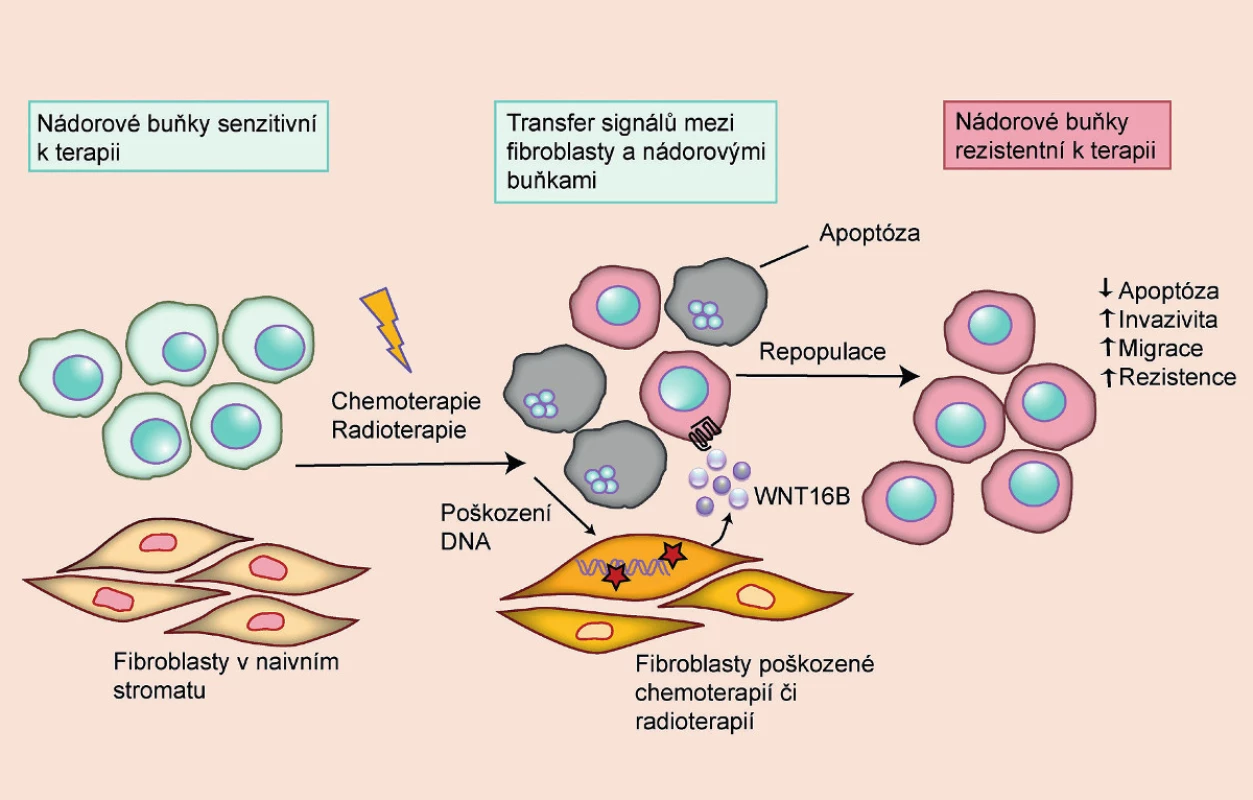 Rezistence k chemoterapii a radioterapii vyvolaná parakrinními signály z poškozených fibroblastů 
Rezistence nádorových buněk k terapii nemusí vycházet pouze z inherentních vlastností nádoru, ale může vznikat i v důsledku poškození okolních tkání. Poškozené buňky produkují signály, které vedou ke snadnější regeneraci nádorových buněk a zvyšují jejich maligní potenciál. U nádorů prostaty tyto signály produkují zejména fibroblasty ve stromatu, jejichž DNA byla v důsledku léčby poškozena. Mezi signály produkované fibroblasty, které ovlivňují maligní potenciál a rezistenci nádorových buněk, patří například IL-6 a WNT16B (volně přepracováno dle 9).