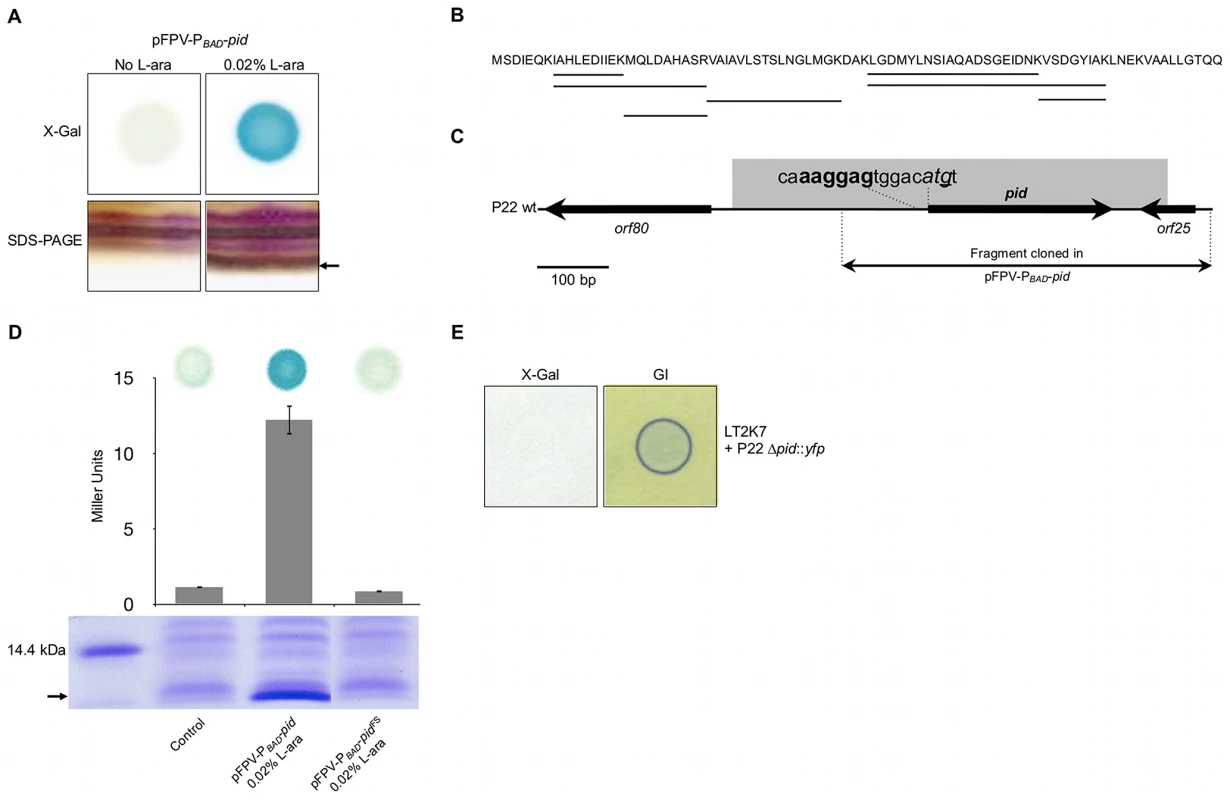 Identification of the P22 Pid protein.