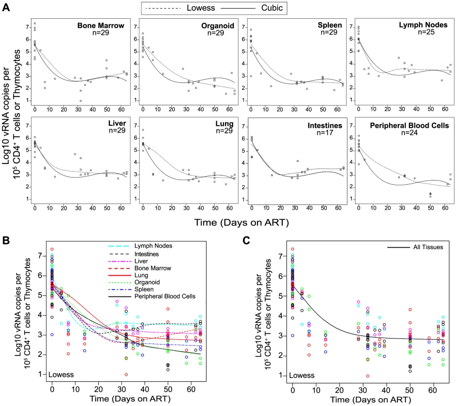 Viral RNA production during ART rapidly declines and then enters a plateau phase in all tissues.