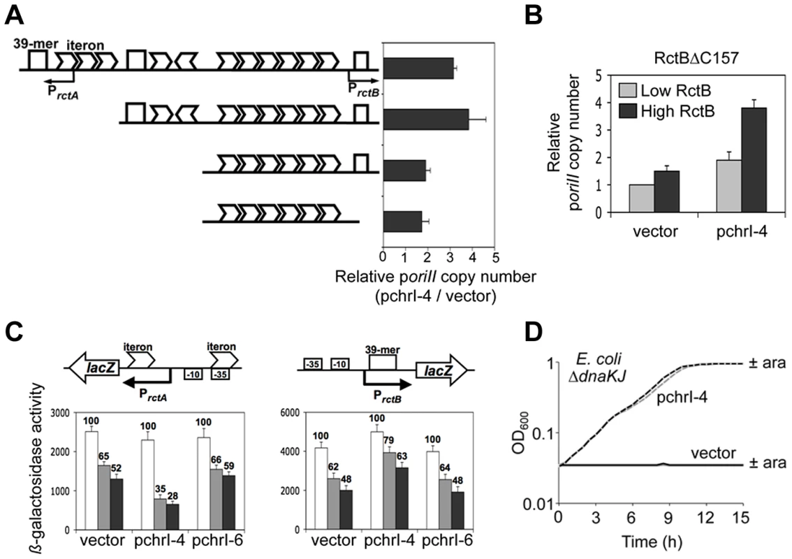 The chrI site modulates DNA binding of RctB and enhances p<i>oriII</i> activity in Δ<i>dnaKJ</i> host.