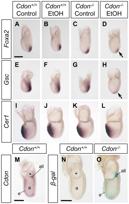 Defective expression of <i>Foxa2</i> and <i>Gsc</i> at the late streak stage of ethanol-treated <i>Cdon<sup>−/−</sup></i> embryos.
