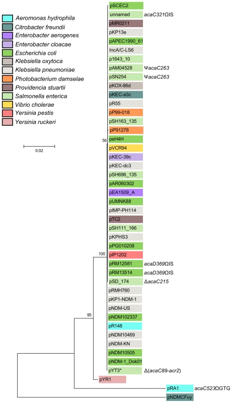 Molecular phylogenetic analysis of the <i>acr1</i>-<i>vcr147</i>-<i>acaDC</i>-<i>acr2</i> locus by Maximum Likelihood method.