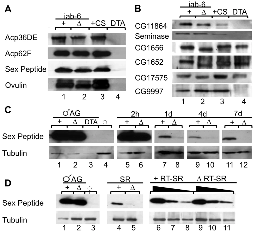 Seminal fluid proteins in <i>iab-6<sup>cocu</sup></i> and control males, and their mates.