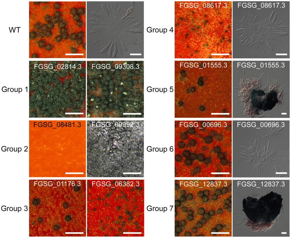 Representative images of wild-type or transcription factor (TF) mutants.