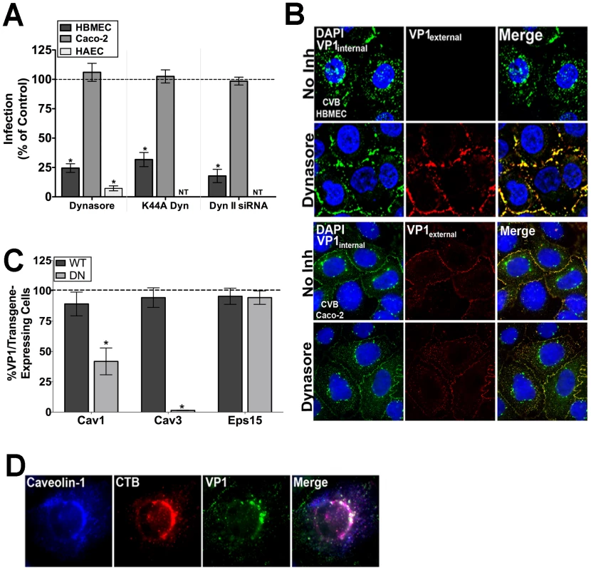 The CVB entry mechanism is distinct between polarized endothelia and epithelia.