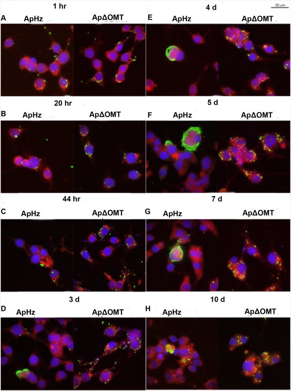 Time course of wild type and ΔOMT <i>A</i>. <i>phagocytophilum</i> development within ISE6 cells