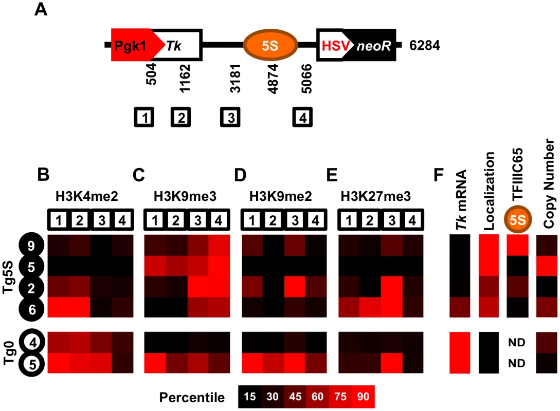 Schematic of the transgene.