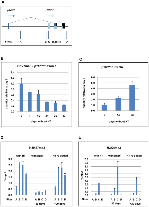 ChIP analysis to quantify the H3K27me3 and H3K4me3 marks on <i>p16<sup>INK4A</sup></i> exon 1 when EBNA3C is inactivated and re-activated in LCL 3CHT.