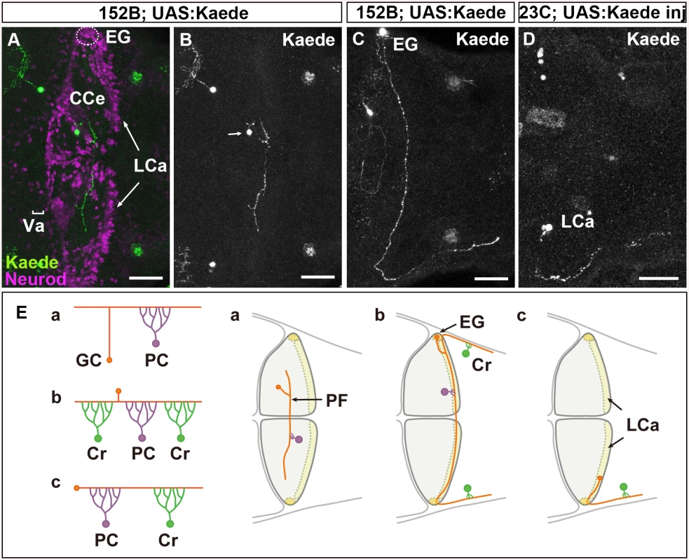 There are three types of GCs in zebrafish cerebellum.