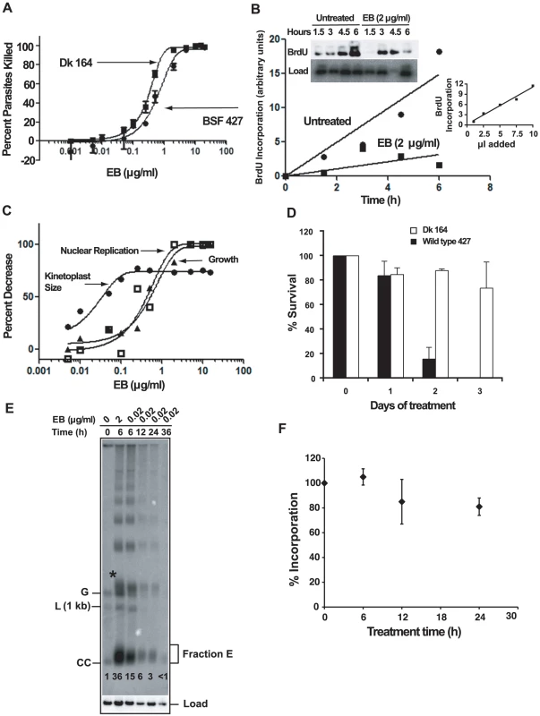 The mechanism of killing BSF trypanosomes by EB.
