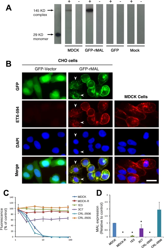 ETX pore formation, subcellular localization, and toxicity in cells are closely associated with MAL expression.