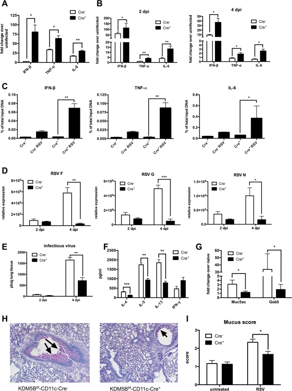 Deletion of <i>Kdm5b</i> in DCs leads to increased cytokine production and decreased Th2 pathology <i>in vivo</i>.