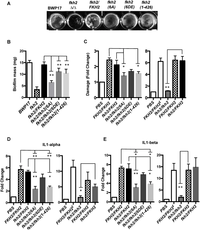 Biological confirmation of the microarray results—phosphorylation of Fkh2 affects multiple pathogenic processes.