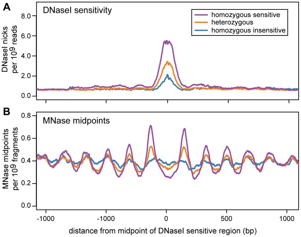 Nucleosome organization in regions with an association between DNase I sensitivity and genotype (dsQTLs).