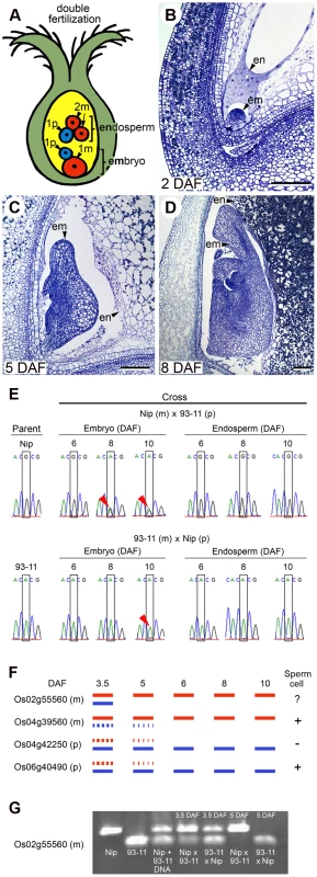 Seed development and imprinting in rice seeds.