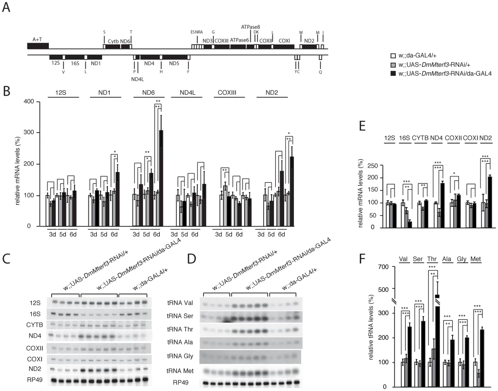Steady-state levels of mtDNA and mitochondrial transcripts.