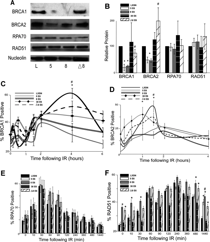 β-HPV 5 and 8 E6 attenuate HDR protein activation, abundance and resolution of damage-induced nuclear foci.