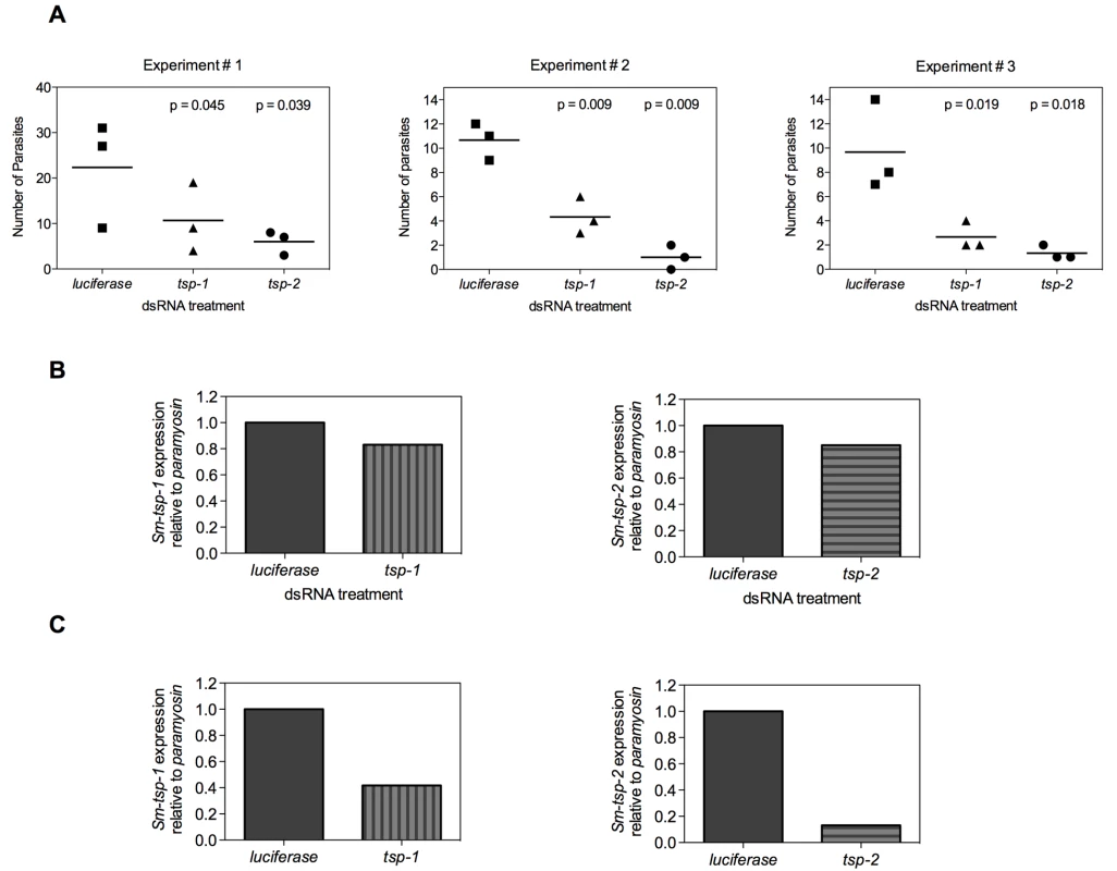 Infection of mice with <i>Sm-tsp</i> dsRNA treated schistosomula.