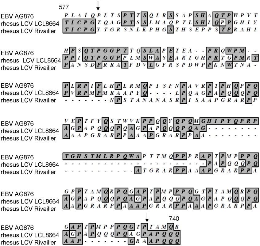 Alignment of amino acids 577−740 of rhesus LCV EBNA-3B from LCL8664 cells (middle lines) with the previously published sequence (<em class="ref">[<b>21</b>]</em>, lower lines), and amino acids 571−768 of EBV AG876 EBNA-3B (top lines).