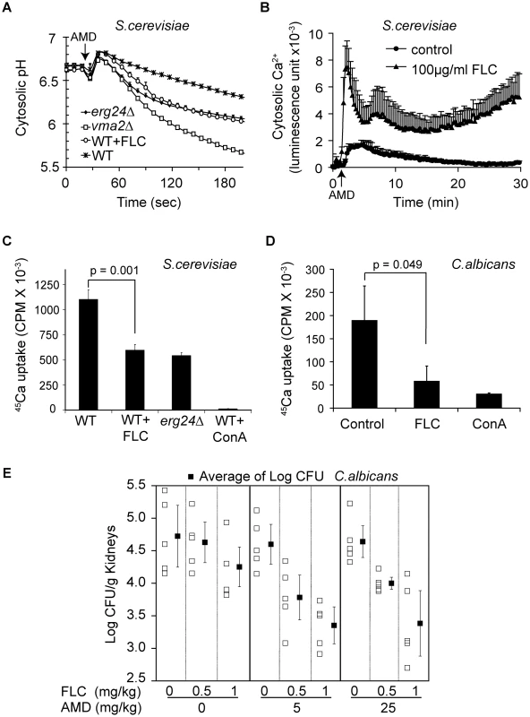 Synergy between fluconazole and amiodarone.