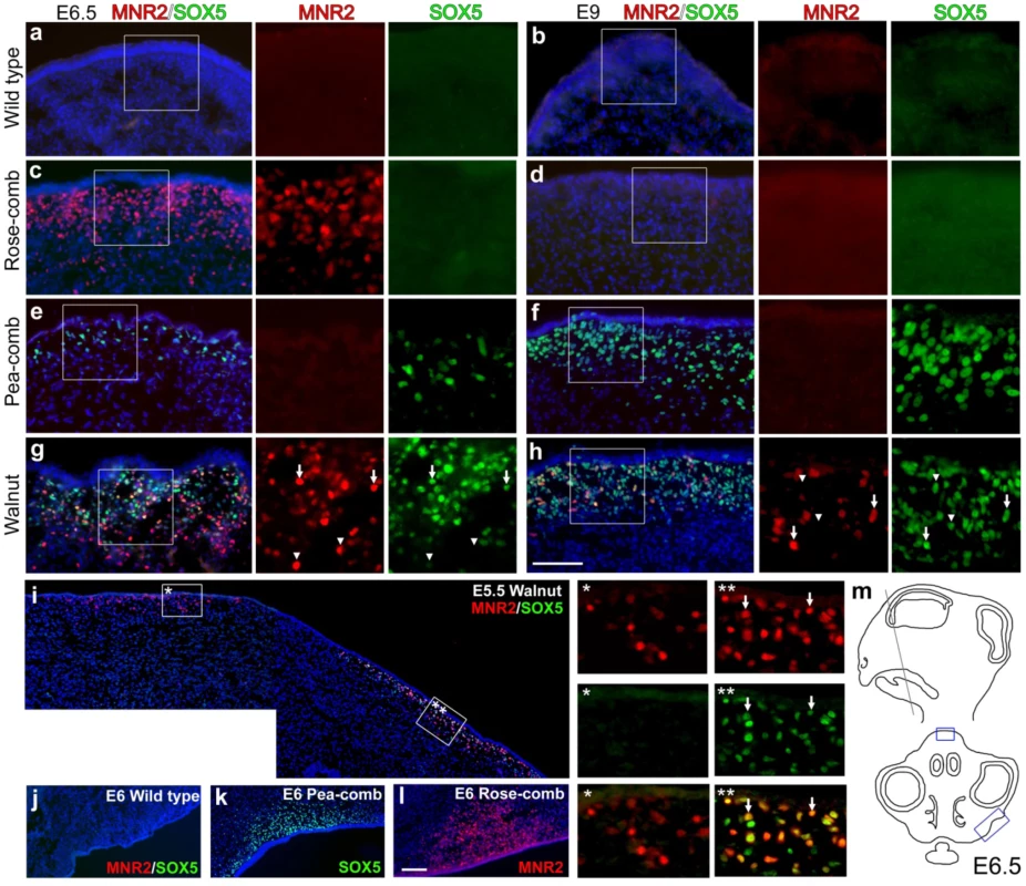 Immunohistochemical labelling of MNR2 and SOX5 in various comb tissues.