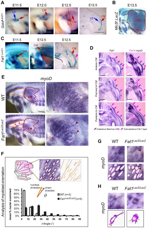 <i>Fat1</i> controls the shape of subsets of scapular muscle by modulating myoblast polarity during planar migration.