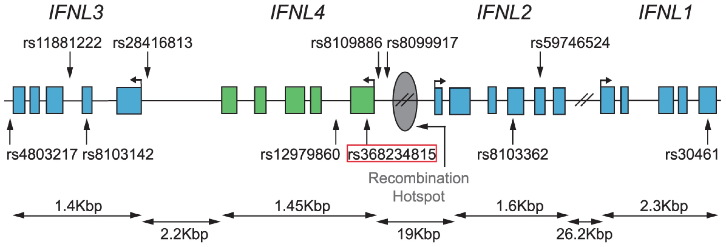 Map of the <i>IFNL</i> locus with locations of relevant SNPs (from <em class="ref"><b>Table 2</b></em>) and the inferred recombination hotspot based on recombination rates from <em class="ref">[60]</em>.
