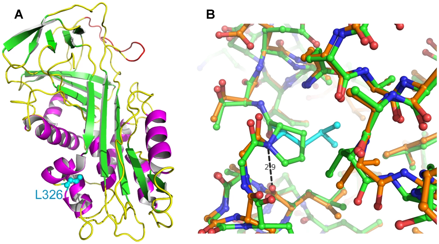 Homology models of wildtype and mutant SERPINH1.