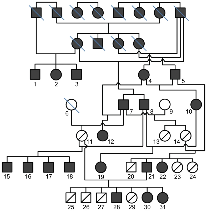 Pedigree of the POAG Beagle colony.