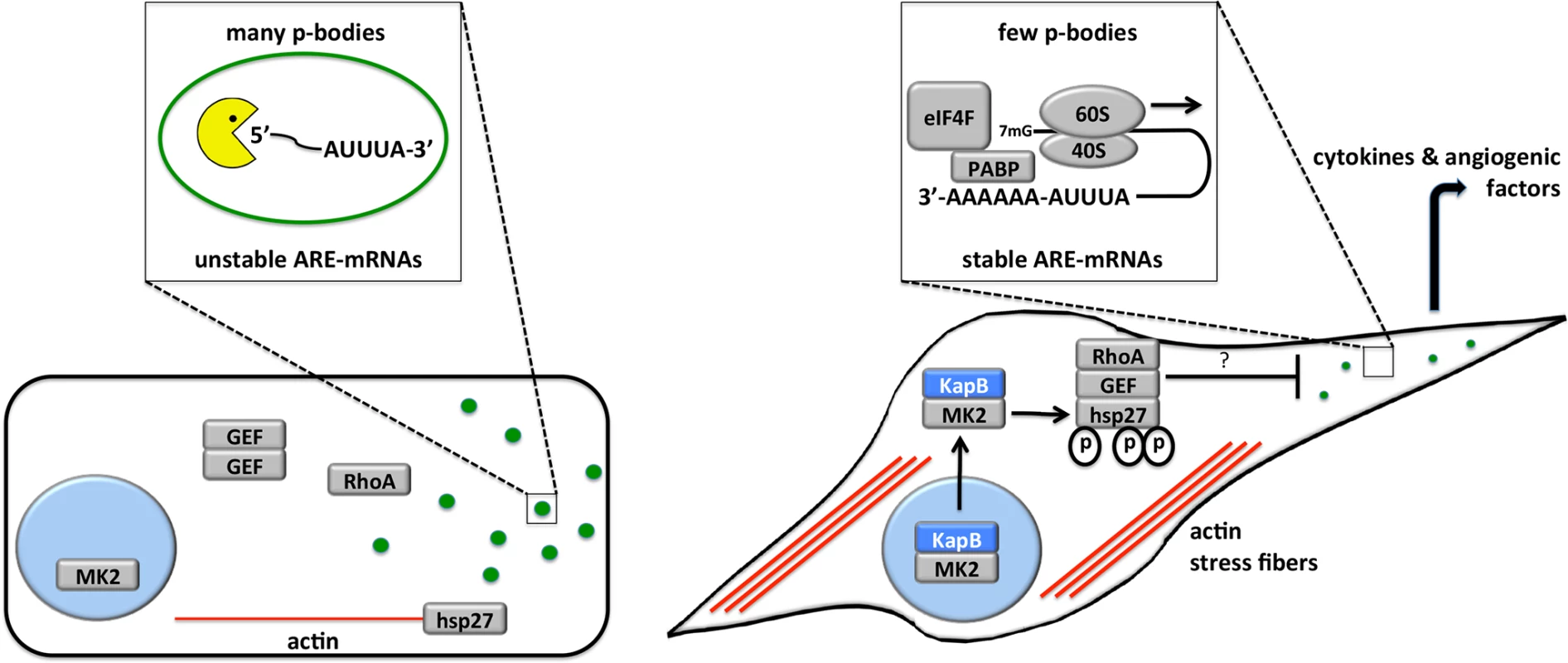 Model describing the effects of KapB in altering endothelial cell cytoskeleton and reprogramming gene expression by disrupting P-bodies and stabilizing ARE-mRNAs.