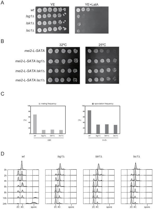 Phenotypes of the mutants defective in each CTDK-I subunit.