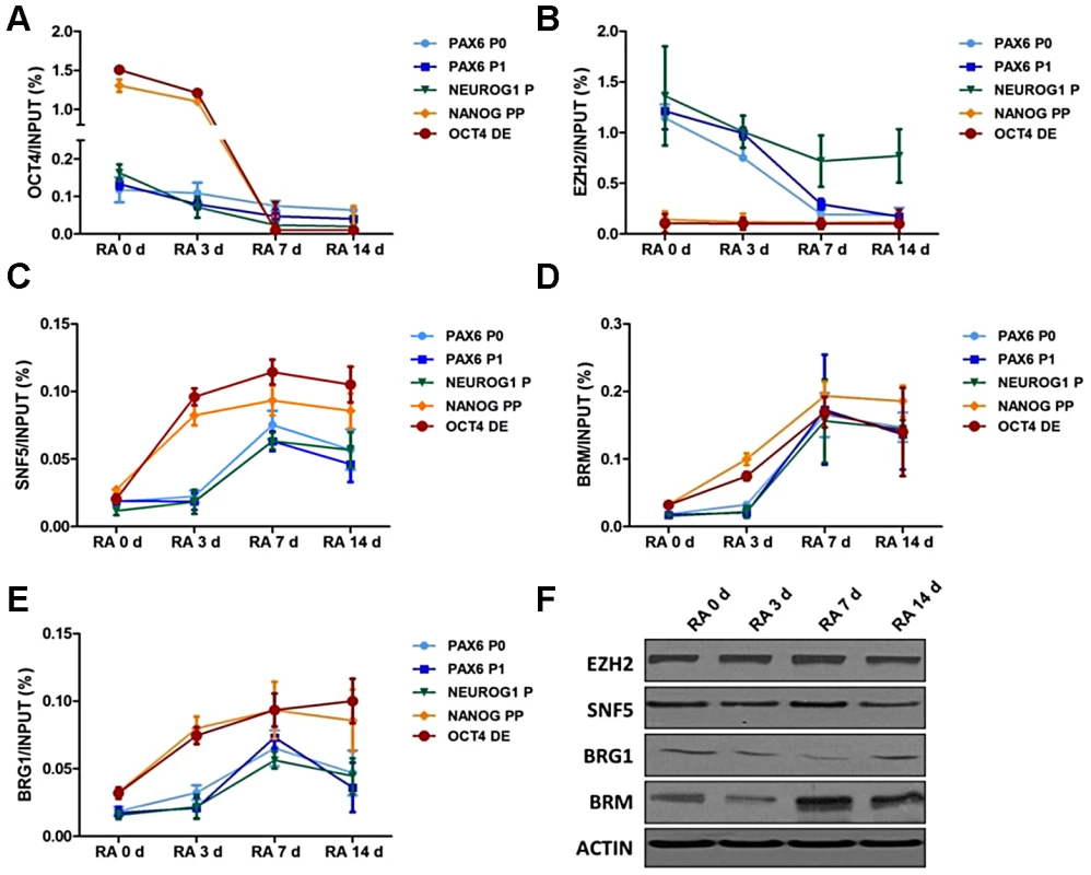 SNF5 is recruited to OCT4-activated and -repressed genes with distinctive chromatin landscape during differentiation.