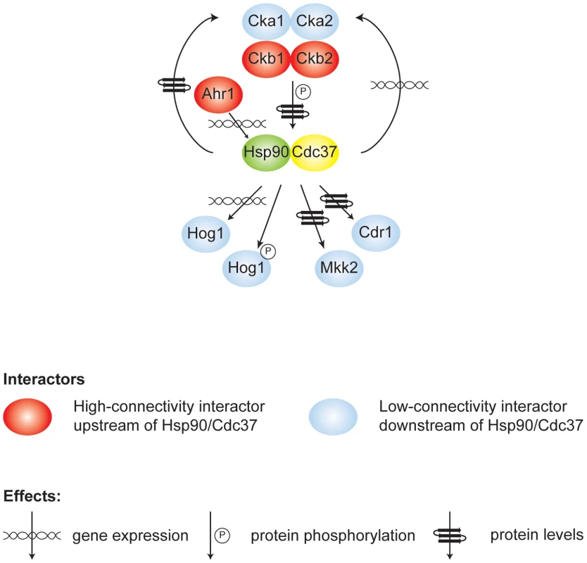 Model of high- and low-connectivity interactors identified in this screen that either modify the Hsp90/Cdc37 complex or are affected by it.