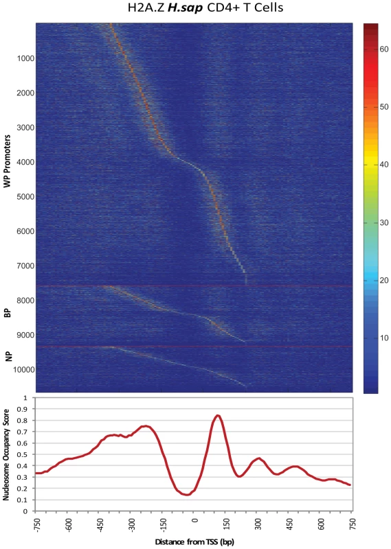 Heatmap of Nucleosome Occupancy within Individual Promoters.