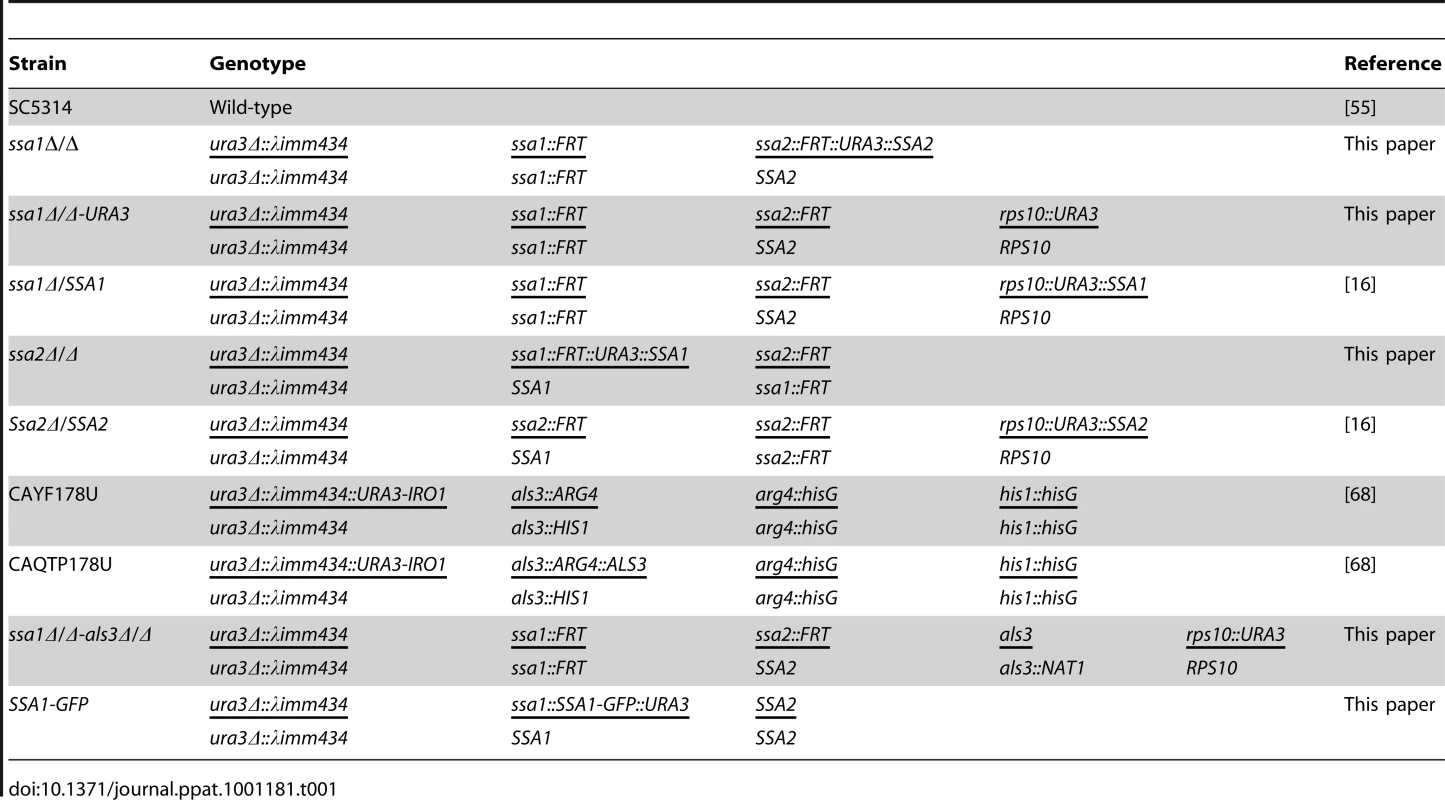 Strains of <i>C. albicans</i> used in this study.