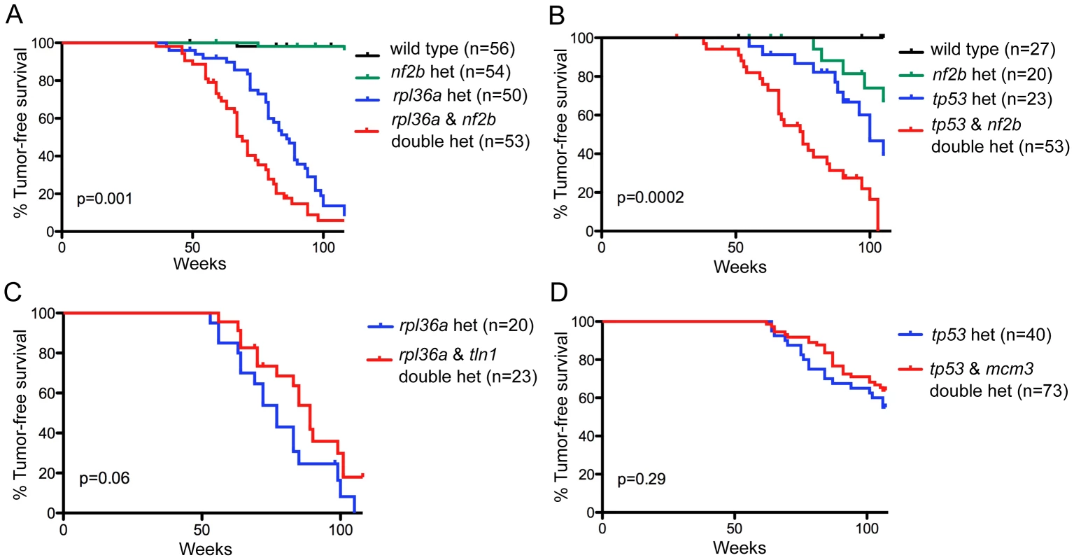 Functional testing of candidate driver gene <i>nf2</i> and putative passenger genes.