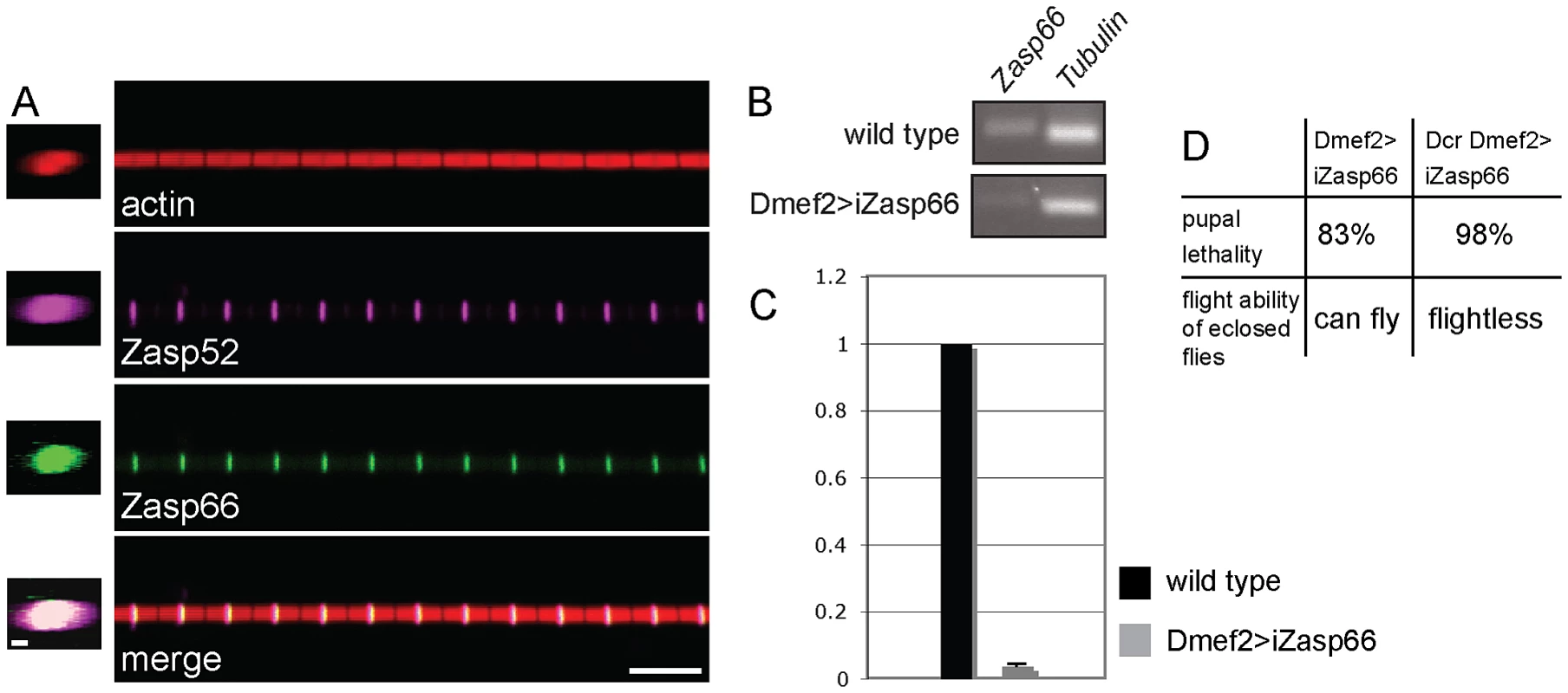 Zasp66 localization and iZasp66 phenotype.