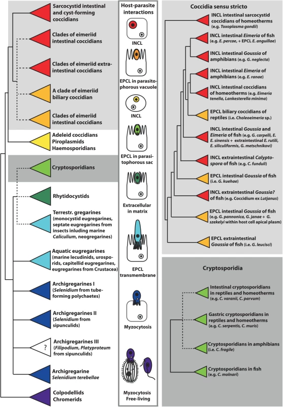This schematic phylogenetic tree shows the relationships among major groups of Apicomplexa and the evolution of host–parasite interactions.