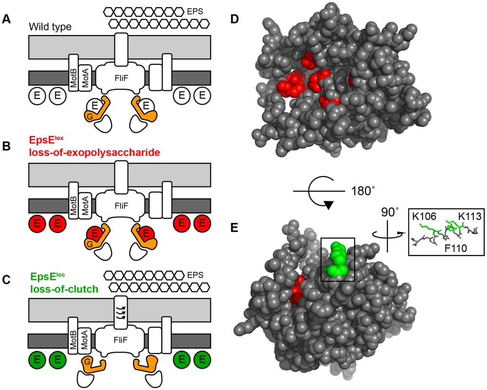 EpsE is a bifunctional protein that contributes to EPS biosynthesis and acts as a clutch on the flagella rotor.