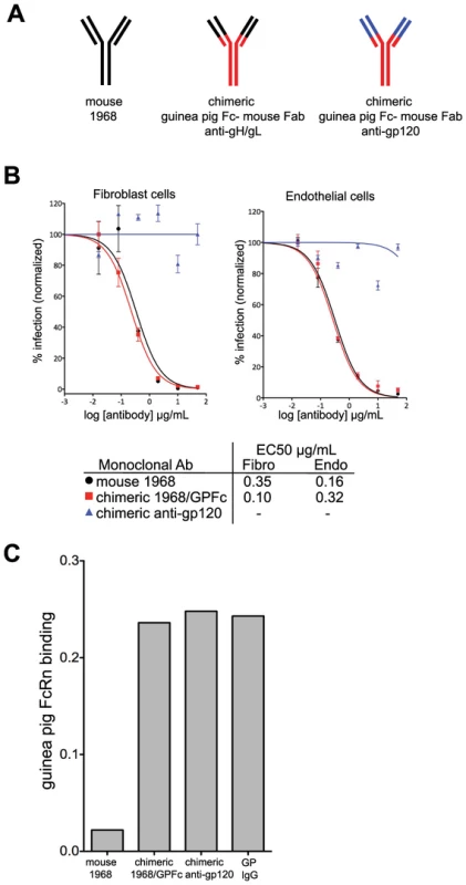 Chimerization of the mouse 1968 monoclonal antibody.