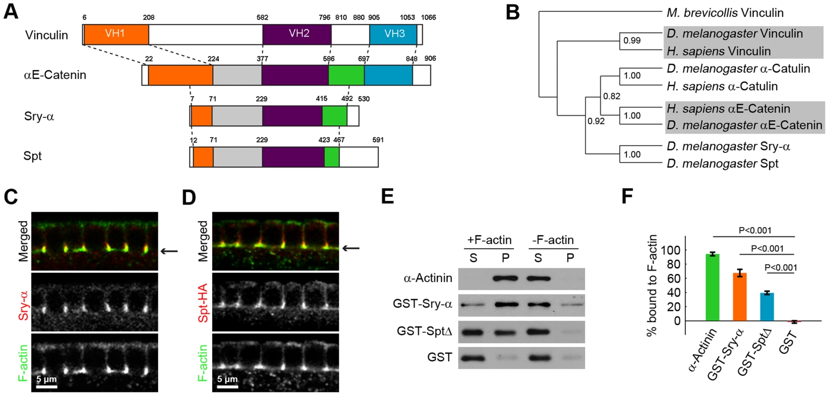 Sry-α and Spt are paralogs with redundant F-actin binding activity.