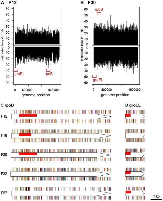 Distribution of methylated bases in genomes and hypermethylated genes.