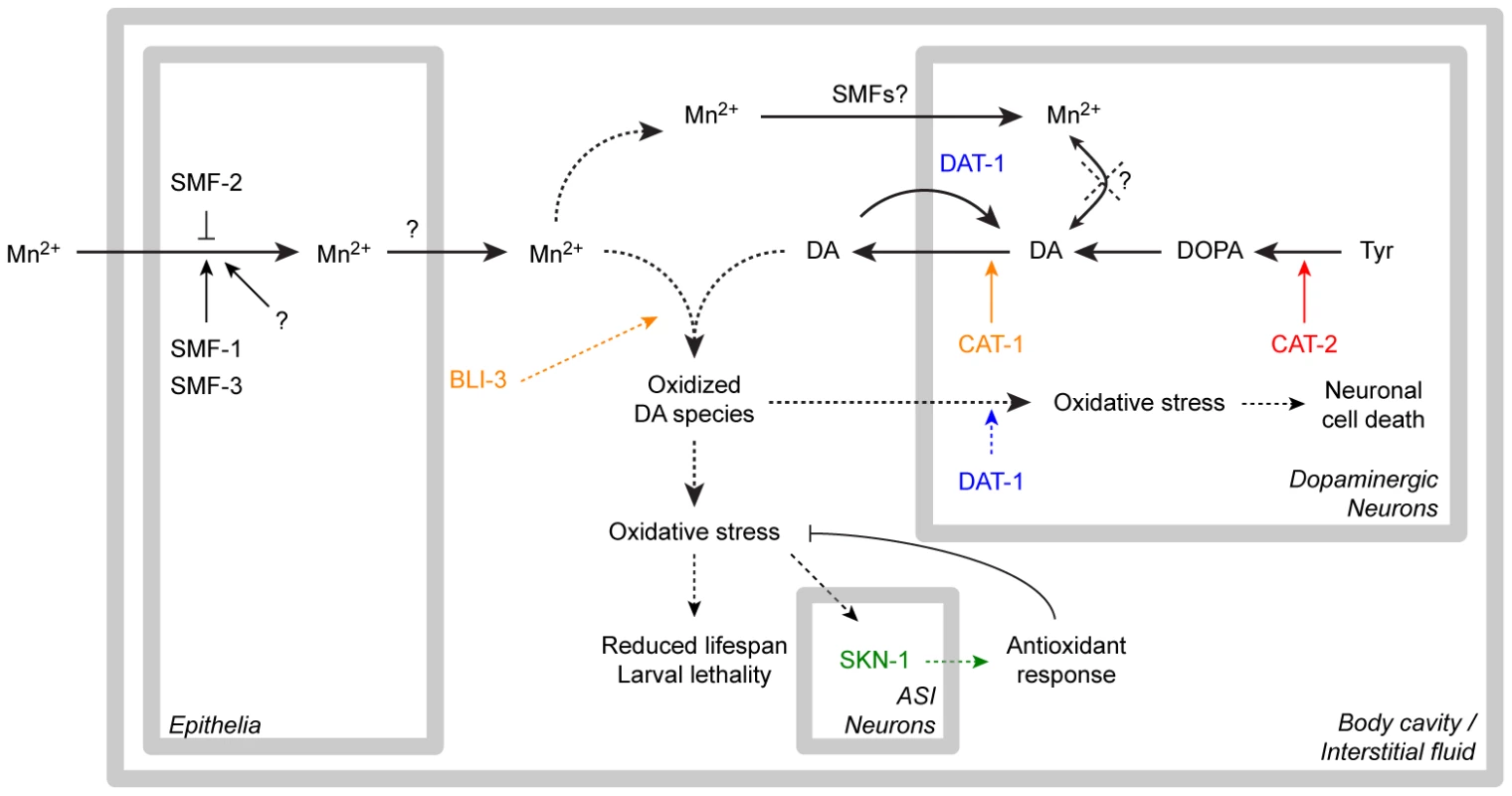Recapitulative scheme.