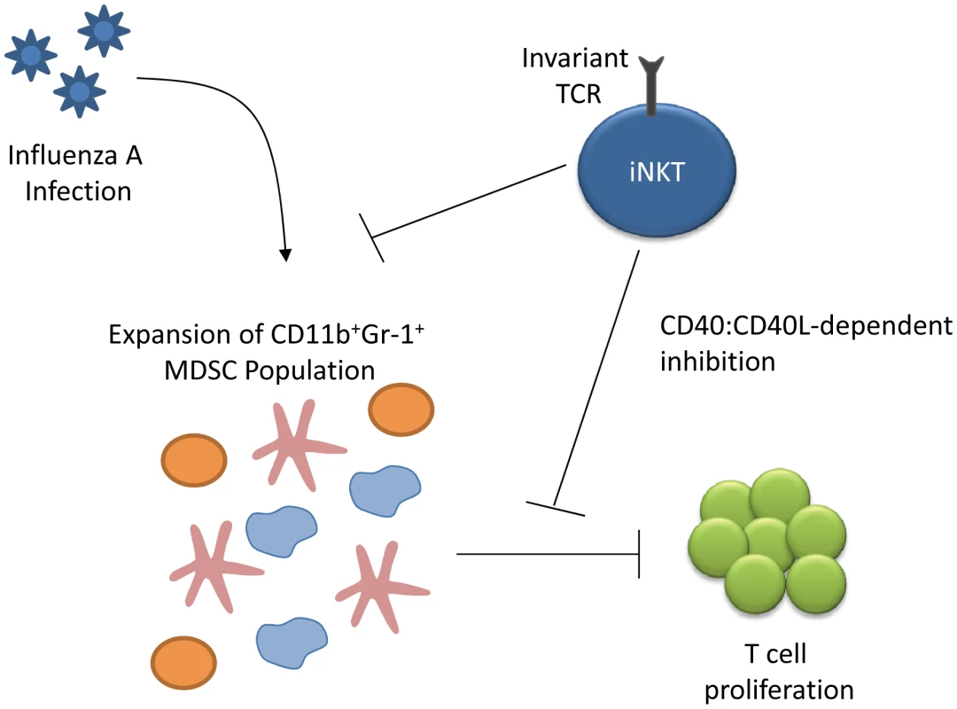 iNKT modulation of myeloid-derived suppressor cells (MDSCs) elicited during influenza A infection.