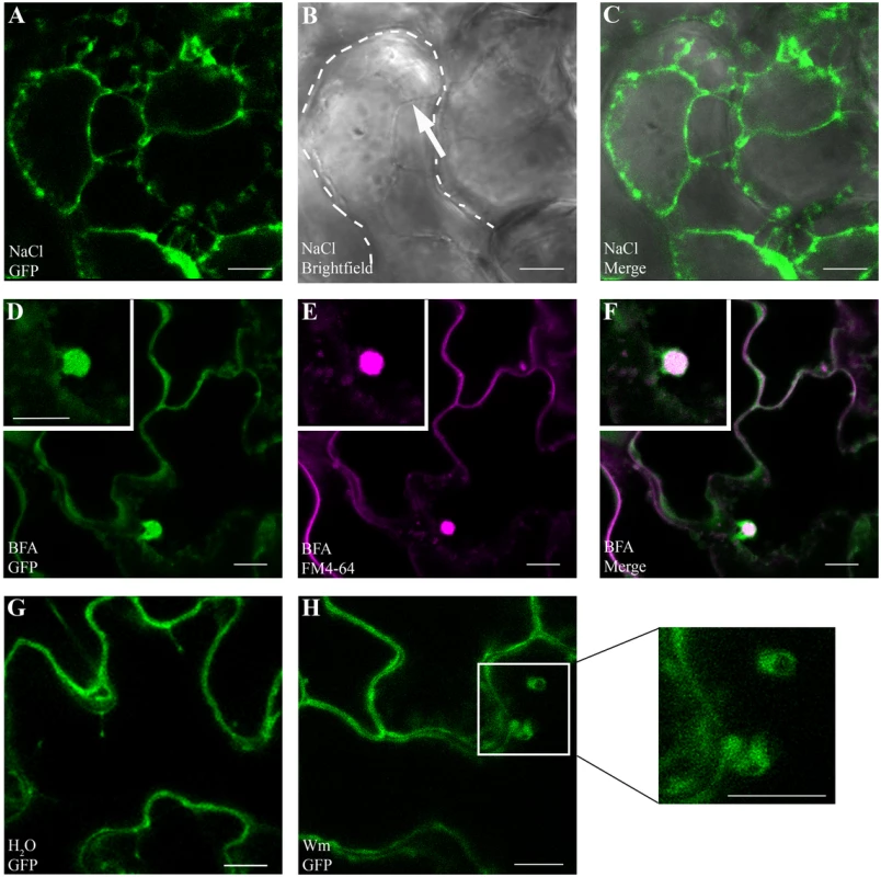GAPC1-GFP localizes to intracellular membranes and localization is altered by endosomal trafficking inhibitors.