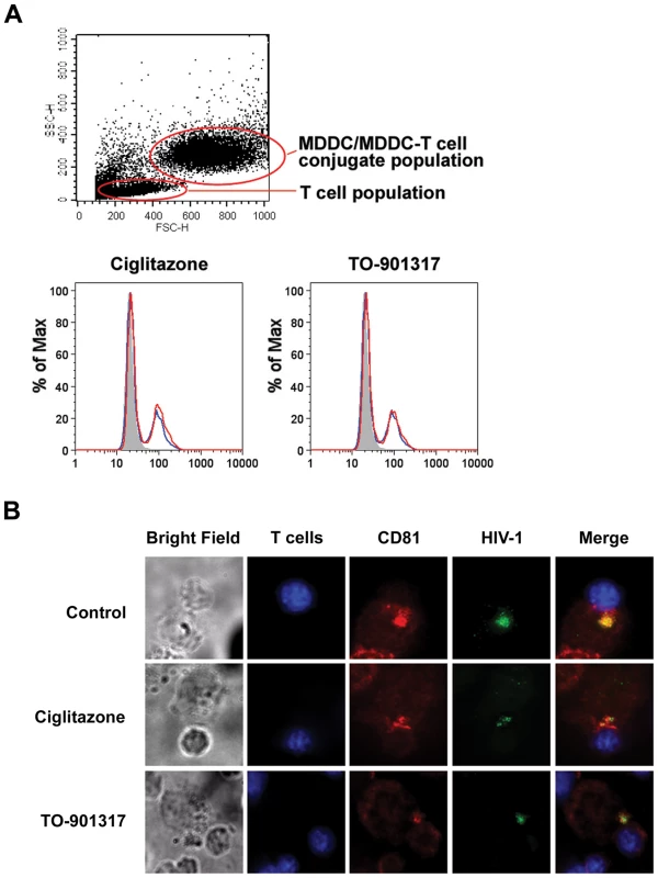 PPARγ and LXR ligand treatment do not prevent DC-T cell conjugate or virological synapse formation.